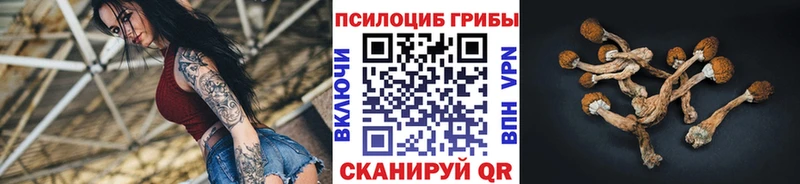 Галлюциногенные грибы Psilocybe  Купить  Катав-Ивановск 